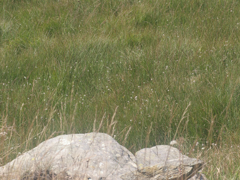 Allium ericetorum Thore